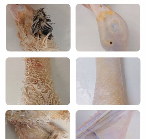 ELEKTRYCZNA SKUBARKA DO PIERZA Profesjonalna Skubaczka Kur, Kaczek, Drobiu