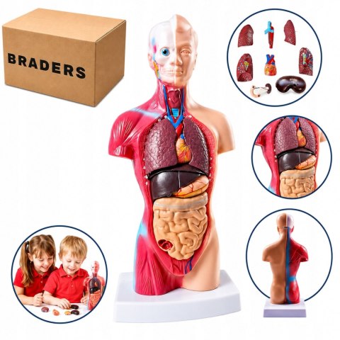 Profesjonalny Model Anatomiczny Ciała Człowieka Organy Wewnętrzne 3D