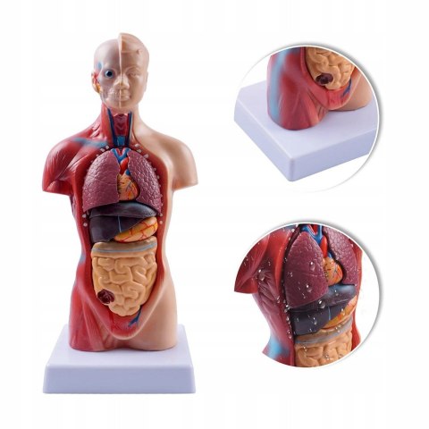 Profesjonalny Model Anatomiczny Ciała Człowieka Organy Wewnętrzne 3D