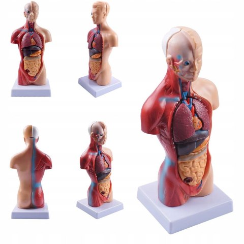Profesjonalny Model Anatomiczny Ciała Człowieka Organy Wewnętrzne 3D