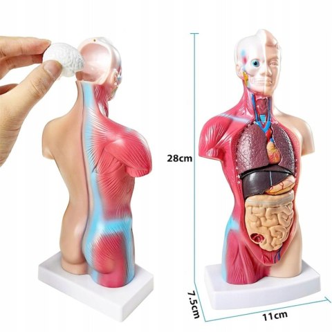 Profesjonalny Model Anatomiczny Ciała Człowieka Organy Wewnętrzne 3D