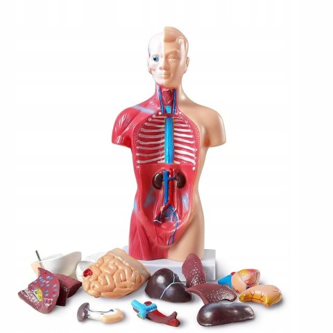 Profesjonalny Model Anatomiczny Ciała Człowieka Organy Wewnętrzne 3D
