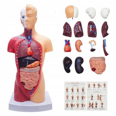 Profesjonalny Model Anatomiczny Ciała Człowieka Organy Wewnętrzne 3D
