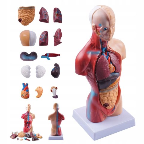 Profesjonalny Model Anatomiczny Ciała Człowieka Organy Wewnętrzne 3D