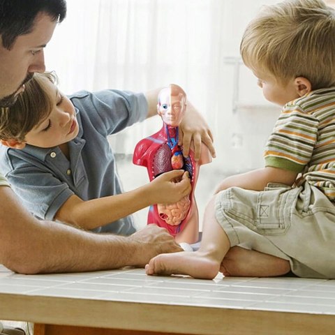 Profesjonalny Model Anatomiczny Ciała Człowieka Organy Wewnętrzne 3D
