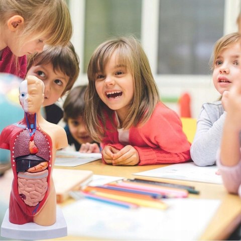 Profesjonalny Model Anatomiczny Ciała Człowieka Organy Wewnętrzne 3D