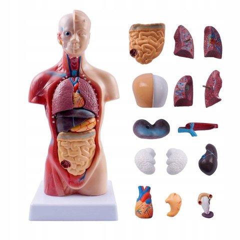 Profesjonalny Model Anatomiczny Ciała Człowieka Organy Wewnętrzne 3D