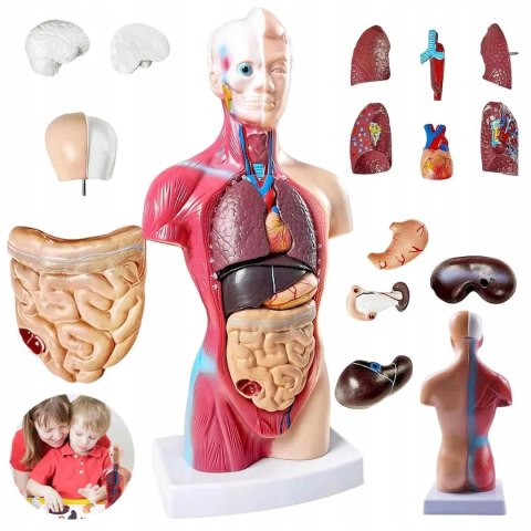 Profesjonalny Model Anatomiczny Ciała Człowieka Organy Wewnętrzne 3D